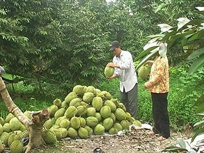 Nông Dân Xử Lý Sầu Riêng Nghịch Vụ Cho Thu Nhập Cao