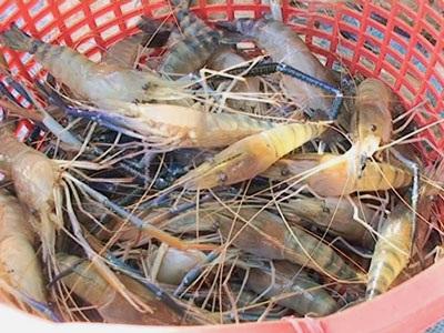 Huyện Thới Bình (Cà Mau) Thu Hoạch Tôm Càng Xanh