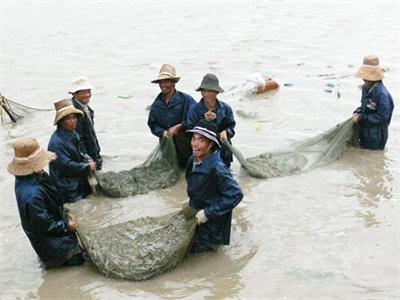 Tôm Nuôi Mùa Vụ 2015 Tìm Giải Pháp Hạn Chế Dịch Bệnh