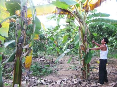 Nông Dân Xã Suối Cát Âu Lo Vụ Chuối Tết