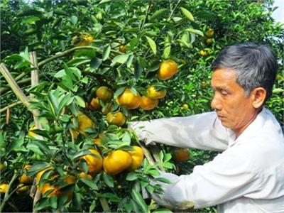 Quýt Hồng Lai Vung Rộn Rã Vào Xuân