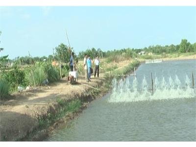 Nông Dân Vĩnh Châu Băn Khoăn Trước Vụ Nuôi Tôm Năm 2015