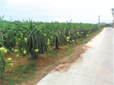 Mời Khách Đến Vương Quốc Thanh Long