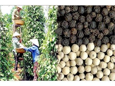 Xuất Khẩu Tiêu Khẳng Định Vị Thế Số 1