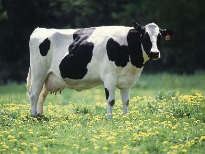 Phương pháp nuôi bò cái cạn sữa