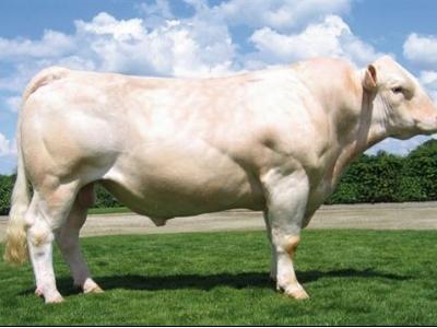 Bò Charolais