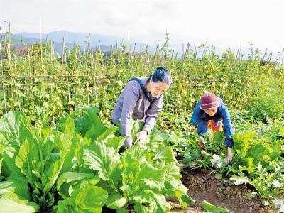 Bón phân Văn Điển cho vùng trồng rau an toàn