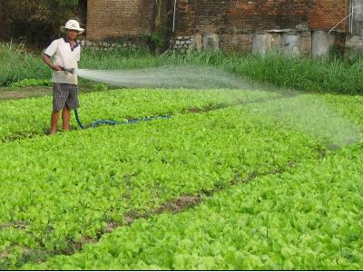 Nông dân hối hả vào vụ rau tết