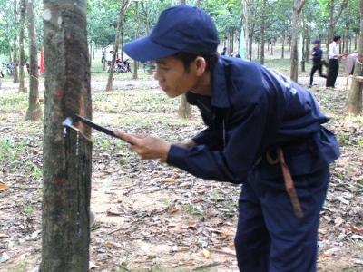 Công nhân cao su nhận thưởng tết 3 tháng lương