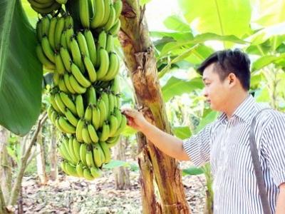 Cử nhân bỏ việc về quê làm nông dân giàu lên từ đất
