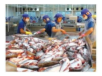 Doanh nghiệp cá tra lo gián đoạn xuất khẩu vì thiếu nguyên liệu đạt GAP