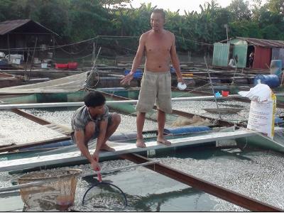Hàng chục tấn cá đột ngột chết trắng chỉ sau 1 đêm