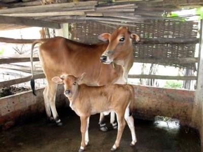 Kỹ thuật chăn nuôi bê trong giai đoạn bú sữa