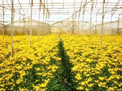 Làng hoa thu 200 tỷ đồng mỗi năm