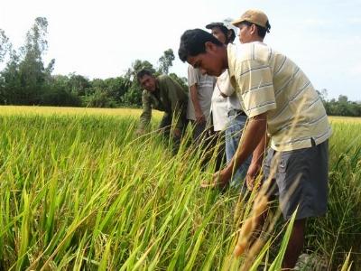 Manh nha thương hiệu gạo Việt