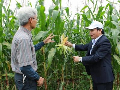 Ngô lai mới bén duyên phân bón Lâm Thao