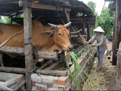 Cách xác định bò động dục và thời điểm phối giống thích hợp cho bò cái