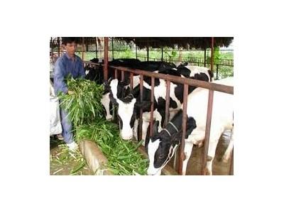 Biện pháp phòng tránh nắng, nóng cho bò sữa trong chăn nuôi quy mô nông hộ
