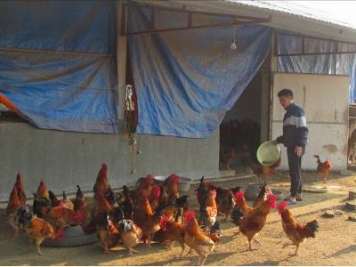 Chuyện làm giàu của một cử nhân nông dân