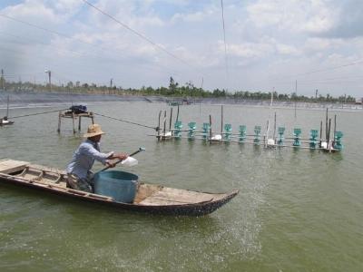 Nuôi tôm lót bạt - chi phí thấp, lợi nhuận khủng