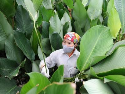 Phá lá dong trồng cam đường, nông dân ôm quả đắng