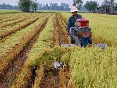 Sản lượng lúa gạo tăng hơn 200.000 tấn