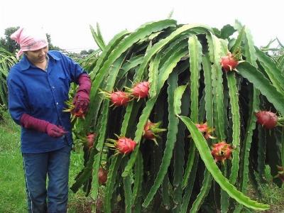 Cây ăn quả Việt đón đầu TPP có vàng phải biết đem phô