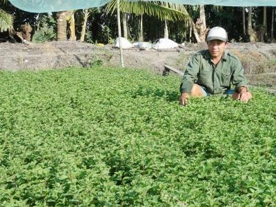18 thôn vườn trầu bỏ trầu trồng rau, hoa