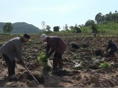 Trồng rừng, hướng phát triển kinh tế bền vững ở miền núi