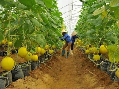 Áp dụng cơ chế một cửa quốc gia lĩnh vực trồng trọt
