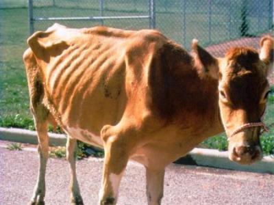 Diseases of Cattle: Johnes Disease