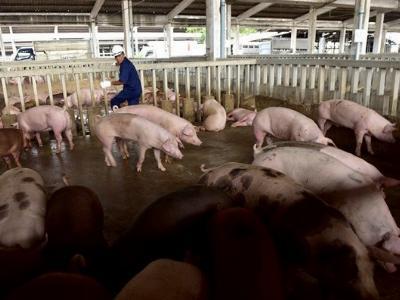 Nhà giàu treo thưởng 500.000 đồng tìm thịt lợn sạch ăn Tết
