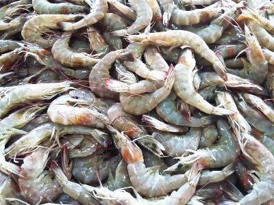 Cargill announces one-of-a-kind automated shrimp feed