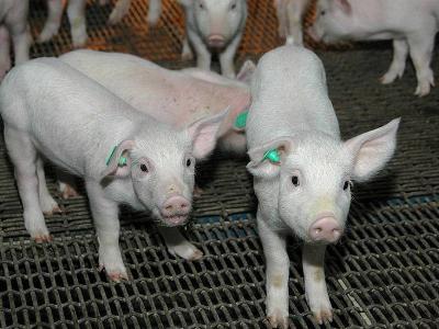 Weaning stress on piglets and their microbiota