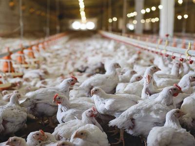 5 ways to improve broiler feed efficiency beyond nutrition