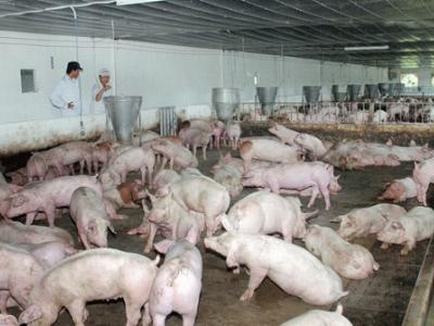 Sẽ đàm phán với Trung Quốc để xuất khẩu lợn hơi chính ngạch