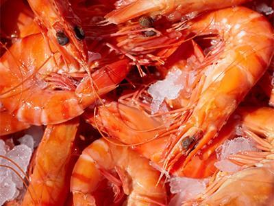 Unleashing the genetic potential of black tiger shrimp