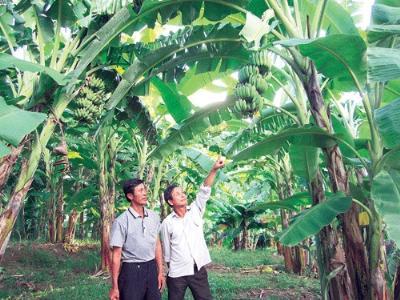 Khơi luồng đầu tư vào nông nghiệp