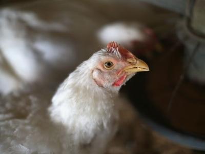 New tool to make poultry sector climate-friendly