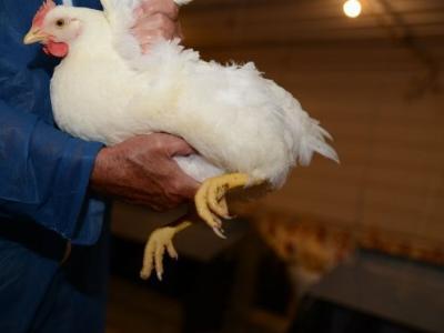 Fleshing important in optimal broiler breeding