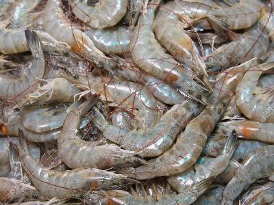 New Disease Detected in Vannamei Shrimps