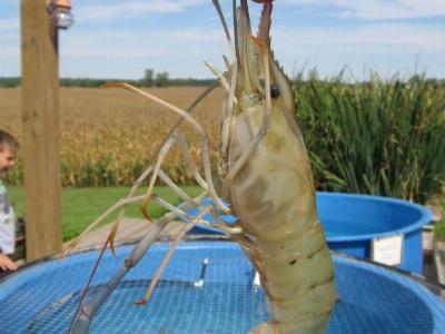 New disease detected in Vannamei shrimps