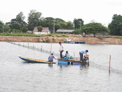 Monitoring pond water quality to improve shrimp and fish production