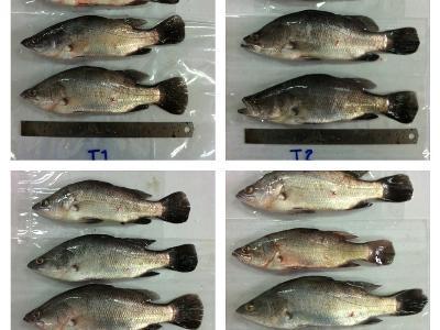 Improving productivity, efficiency in Asian sea bass aquaculture