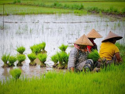 Indonesian farmers earn more thanks to rice breeding