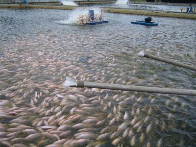 Dietary organic acids used as growth promoters, anti-microbials