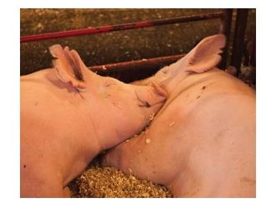 Health is the biggest barrier for rearing gilts in the US