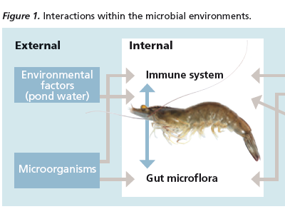 Probiotics: An Essential Tool in Intensive Shrimp Aquaculture
