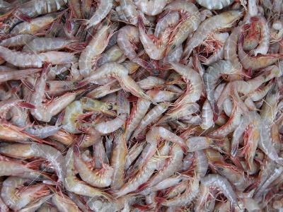 Australia Suspends Uncooked Prawn Imports