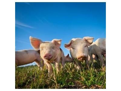 How to create a successful piglet feed